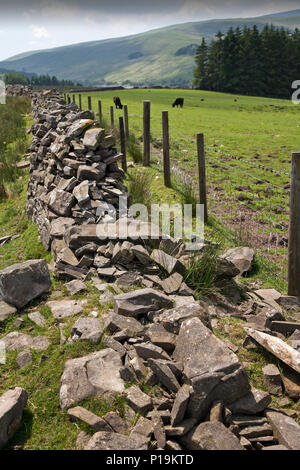 Collapsed traditional dry stone wall and new wire fence in the Brecon Beacons National Park, Wales, UK Stock Photo