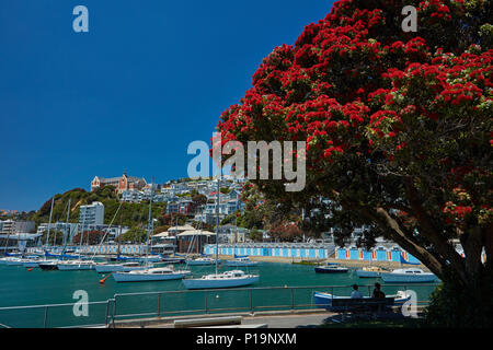 Pohutukawa tree in flower and Boatsheds, Clyde Quay Marina, Wellington, North Island, New Zealand Stock Photo