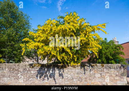 A lovely Laburnum tree in full flower in the village of Kingsbarns Fife Scotland. Stock Photo