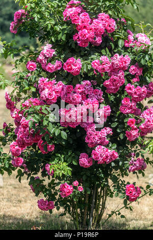 Purple climbing rose garden, Rosa ' Rudolfina ' Stock Photo