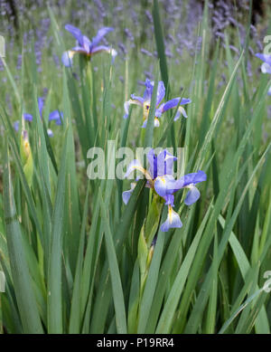 Siberian iris plant (Perry's Blue) in flower, a member of the Iridaceae family, late spring (May). Stock Photo