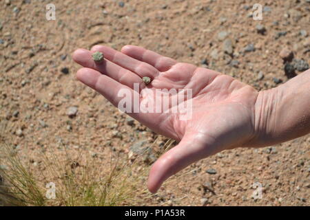 During the Trinity Site open house on October 1, 2016, visitors viewed small pieces of trinitite formed by the first nuclear bomb detonation in 1945. Trinitite is radioactive and its removal is prohibited. White Sands Missile Range educates the public on nuclear history, atomic testing procedures, radiation safety, the Manhattan Project, and nuclear physics. The event provides insight into the development of atomic weapons, historical context, and scientific principles underlying nuclear research and technological advancements. Stock Photo