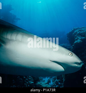 Caribbean Reef Shark (Carcharhinus perezi) hunting Yellowtail Snappers (Ocyurus chrysurus), Bahamas - Caribbean Sea. Image digitally altered to remove Stock Photo