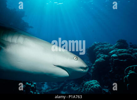 Caribbean Reef Shark (Carcharhinus perezi) hunting Yellowtail Snappers (Ocyurus chrysurus), Bahamas - Caribbean Sea. Image digitally altered to remove Stock Photo