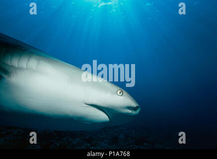 Caribbean Reef Shark (Carcharhinus perezi) hunting Yellowtail Snappers (Ocyurus chrysurus), Bahamas - Caribbean Sea. Image digitally altered to remove Stock Photo