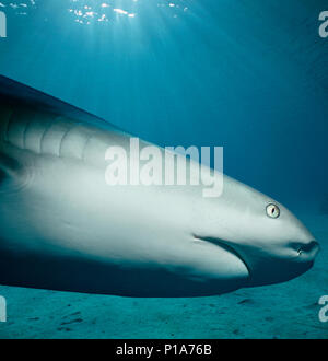 Caribbean Reef Shark (Carcharhinus perezi) hunting Yellowtail Snappers (Ocyurus chrysurus), Bahamas - Caribbean Sea. Image digitally altered to remove Stock Photo