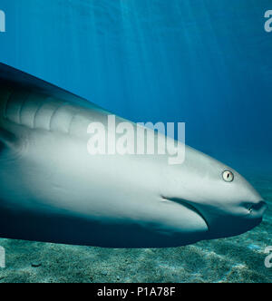 Caribbean Reef Shark (Carcharhinus perezi) hunting Yellowtail Snappers (Ocyurus chrysurus), Bahamas - Caribbean Sea. Image digitally altered to remove Stock Photo