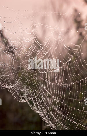 Berlin, Germany, covered with hoarfrost spider web Stock Photo