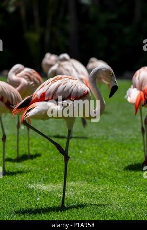 Flamingos birds in zoo park stand on grass. Stock Photo