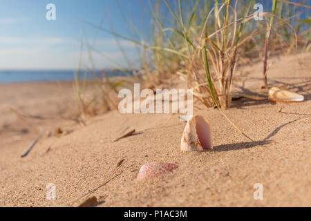 Summer beach in a tropical paradise with a seashell  on golden sand. Wide angle , copy space for your text. Stock Photo