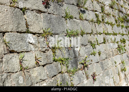 Old stone castle wall made of stone brick slabs. Ancient medieval fortified wall fence with green grass and moss texture pattern. Stock Photo