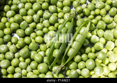 Freshly picked peas from the garden with two "popped" pea pods sitting on top. Home produce. Stock Photo
