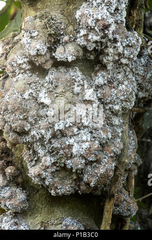 A not common fungus that attacks prunus tree species causing severe rot damage. Stock Photo
