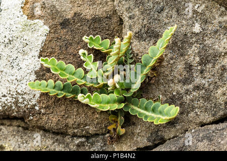 Rusty-back Fern, Asplenium ceterach (formerly Ceterach officinarum) growing on a stone wall, Monmouthshire, Wales, UK Stock Photo
