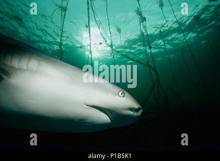 Caribbean Reef Shark (Carcharhinus perezi) hunting Yellowtail Snappers (Ocyurus chrysurus), Bahamas - Caribbean Sea. Image digitally altered to remove Stock Photo