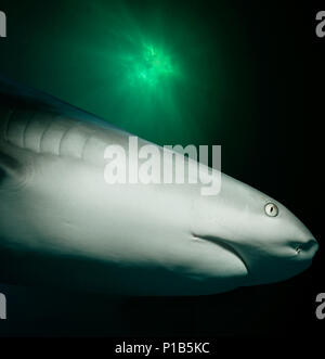 Caribbean Reef Shark (Carcharhinus perezi) hunting Yellowtail Snappers (Ocyurus chrysurus), Bahamas - Caribbean Sea. Image digitally altered to remove Stock Photo