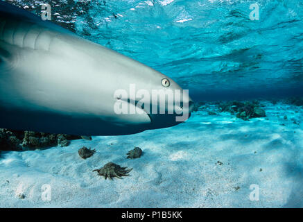 Caribbean Reef Shark (Carcharhinus perezi) hunting Yellowtail Snappers (Ocyurus chrysurus), Bahamas - Caribbean Sea. Image digitally altered to remove Stock Photo