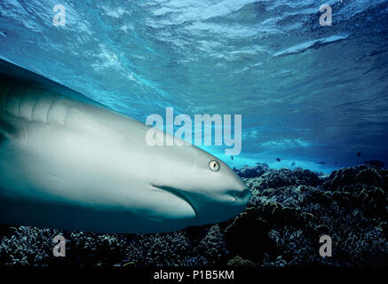 Caribbean Reef Shark (Carcharhinus perezi) hunting Yellowtail Snappers (Ocyurus chrysurus), Bahamas - Caribbean Sea. Image digitally altered to remove Stock Photo