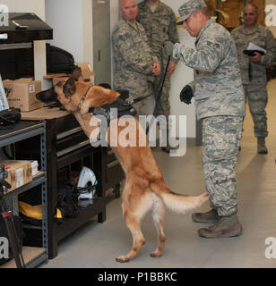 Senior Airman Kaleb Sermeno, 60th Security Forces Squadron, and military working dog (MWD) Ben, 60th SFS, search a building for training aids strategically placed throughout the facility during a MWD certification, Oct 3, 2016, Travis Air Force Base, Calif. The demonstration was given as part of an immersion tour, which included hands-on experience with procedures security forces defenders perform on a daily basis. (U.S. Air Force photo by Heide Couch) Stock Photo