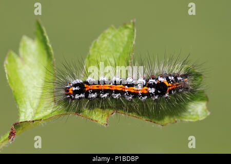 Yellow-tail Euproctis similis caterpillar
