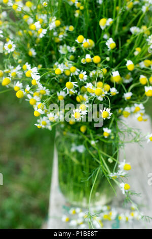 A bunch of daisies in a glass jar on a wooden bench in the garden. Sunny day, selective focus. Stock Photo