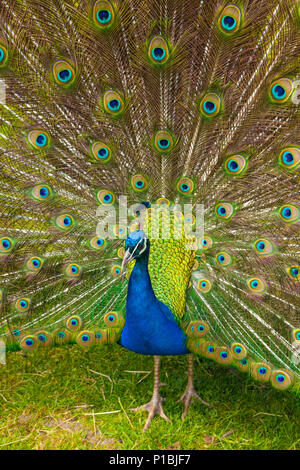 A male peacock displaying his beautiful feathers, Warrington England. Stock Photo