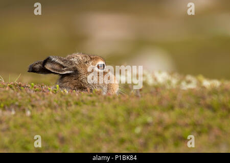 Mountain hare, lepus timidus, sitting, hiding on low lying heather in summer, june on a mountain in the cairngorms national park. Stock Photo