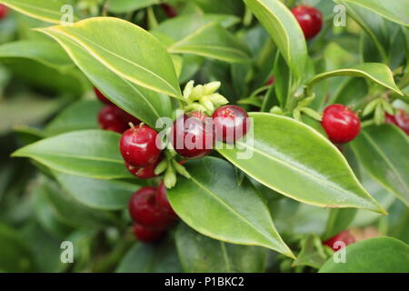 Sweet box (Sarcococca confusa), also called Christmas Box, displaying berries and flowers in a winter garden, UK Stock Photo