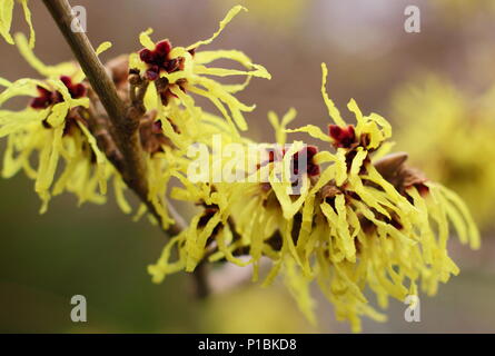 Hamamelis x intermedia 'Pallida' witch hazel in flower in a winter garden, February, UK Stock Photo
