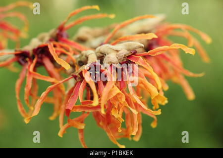 Hamamelis x intermedia 'Jelena' witch hazel in flower in a winter garden, February, UK Stock Photo