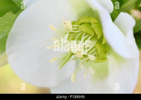 Helleborus × hybridus.  White hybrid Lenten rose in flower in a winter garden in February, UK Stock Photo
