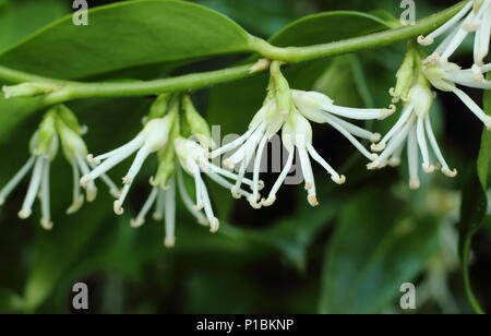 Sarcococca confusa, also called Christmas Box or Sweet box, displaying highly fragrant white flowers in a winter garden, UK Stock Photo