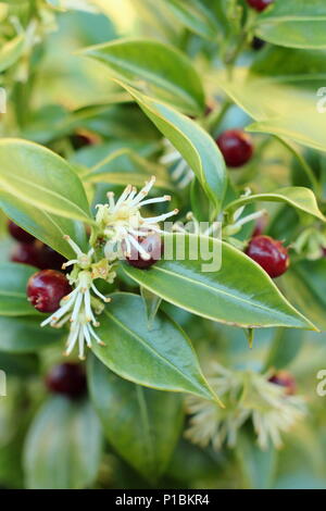 Sweet box (Sarcococca confusa), also called Christmas Box, displaying berries and flowers in a winter garden, UK Stock Photo