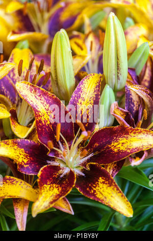 Lilium 'Tiny Sensation', Dwarf Asiatic lily, lilies Stock Photo