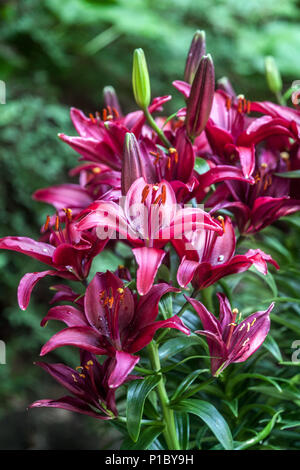 Lilium ‘Tiny Ghost’ Asiatic lilies Asiatic Pot Lily Stock Photo