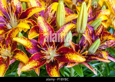 Lilium 'Tiny Sensation', Dwarf Asiatic lily, lilies Stock Photo