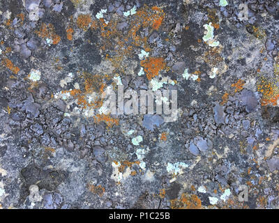 A beautiful texture of living and dying lichen growing on a limestone rock at Dewey Nelson State Park in Wisconsin. Stock Photo