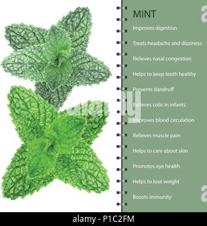 Polygonal realistic vector fresh mint leaves on a white background Stock Vector