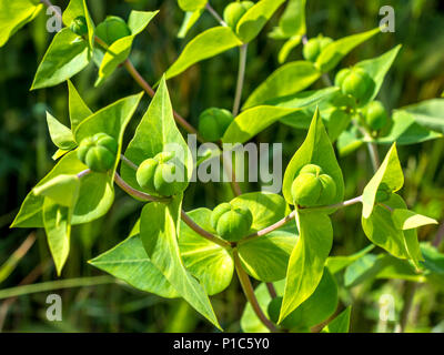 Caper Spurge / Euphorbia lathyris biennial plant, France. Stock Photo