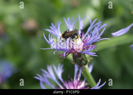 Bee on purple and pink wild flower