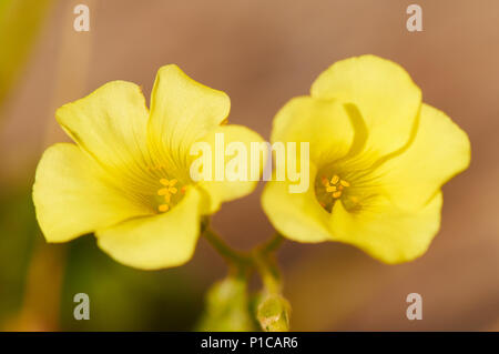 Macro detail of two african wood-sorrel (Oxalis pes-caprae) flowers in Ses Salines Natural Park (Formentera, Balearic Islands, Spain) Stock Photo