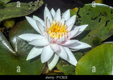 A white water lily flower in a garden pond White flowers Nymphaea alba Stock Photo