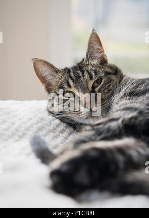 A sleepy cat laying on a bed. Stock Photo