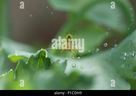 Water: beads of rain water rest in the web of a small spider (Araniella cucurbitina) surrounded by green foliage Stock Photo