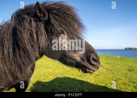 Close up of black Shetland pony in field along the coast on the Shetland Islands, Scotland, UK Stock Photo