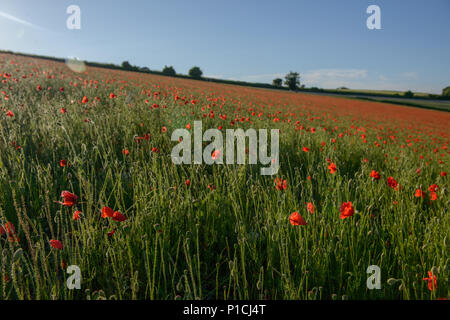 Arundel in West Sussex, UK. 11th June, 2018. Field of poppys in the South Downs National Park, above Arundel in West Sussex. Credit: Jonathan Ward/Alamy Live News Stock Photo