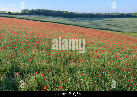 Arundel in West Sussex, UK. 11th June, 2018. Field of poppys in the South Downs National Park, above Arundel in West Sussex. Credit: Jonathan Ward/Alamy Live News Stock Photo