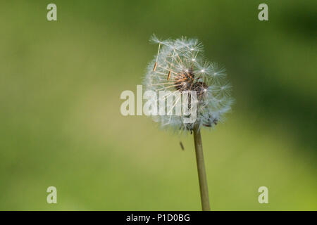 Seeds from a dandelion clock (Taraxacum officinale) being blown away Stock Photo