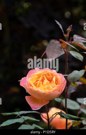 Rosa Lady Emma Hamilton ‘Ausbrother’. English Shrub Rose Stock Photo