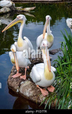 Pelicans Stock Photo